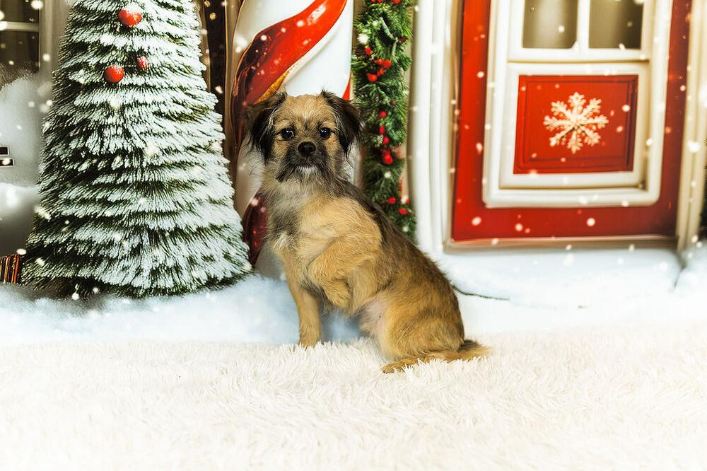 Brownie (25-159 D), a Adoptable mixed breed in Lansing, MI image 3/3