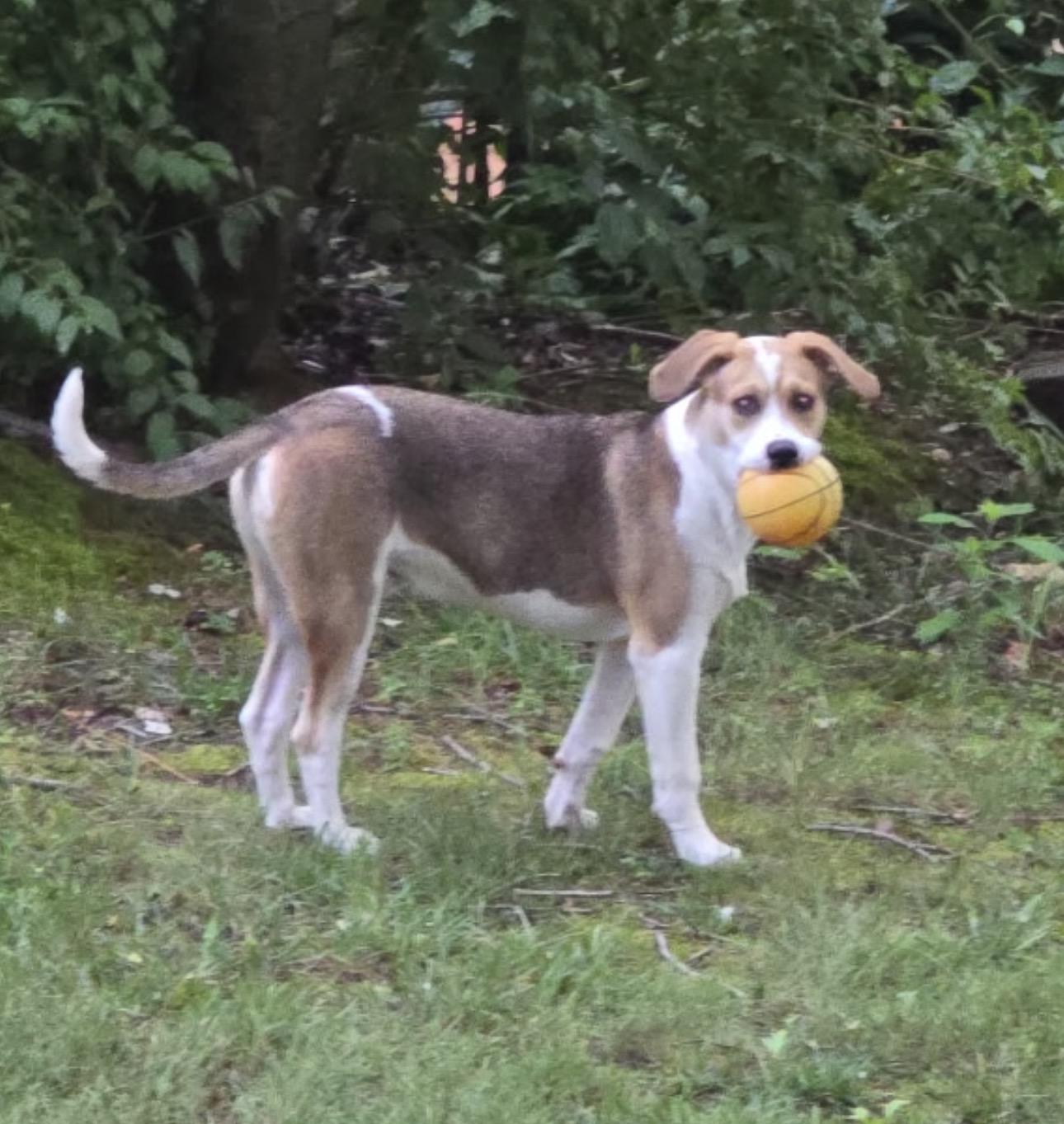 Enlarge Omalley, a ADOPTABLE Mixed Breed in Fredericksburg, VA image 3/3