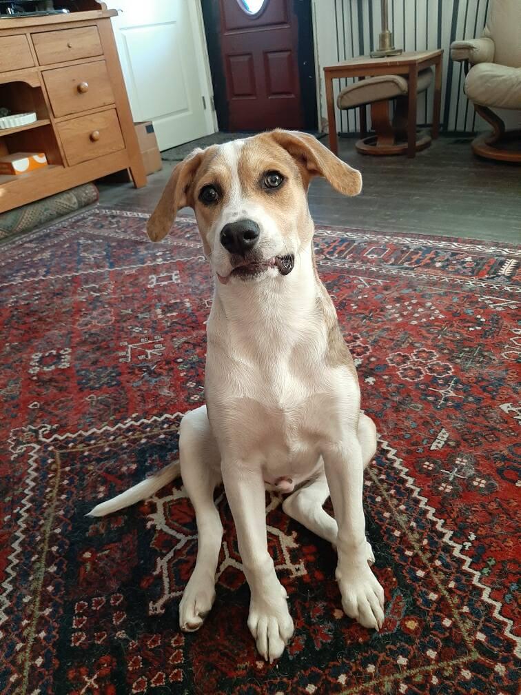 Enlarge Omalley, a ADOPTABLE Mixed Breed in Fredericksburg, VA image 1/3