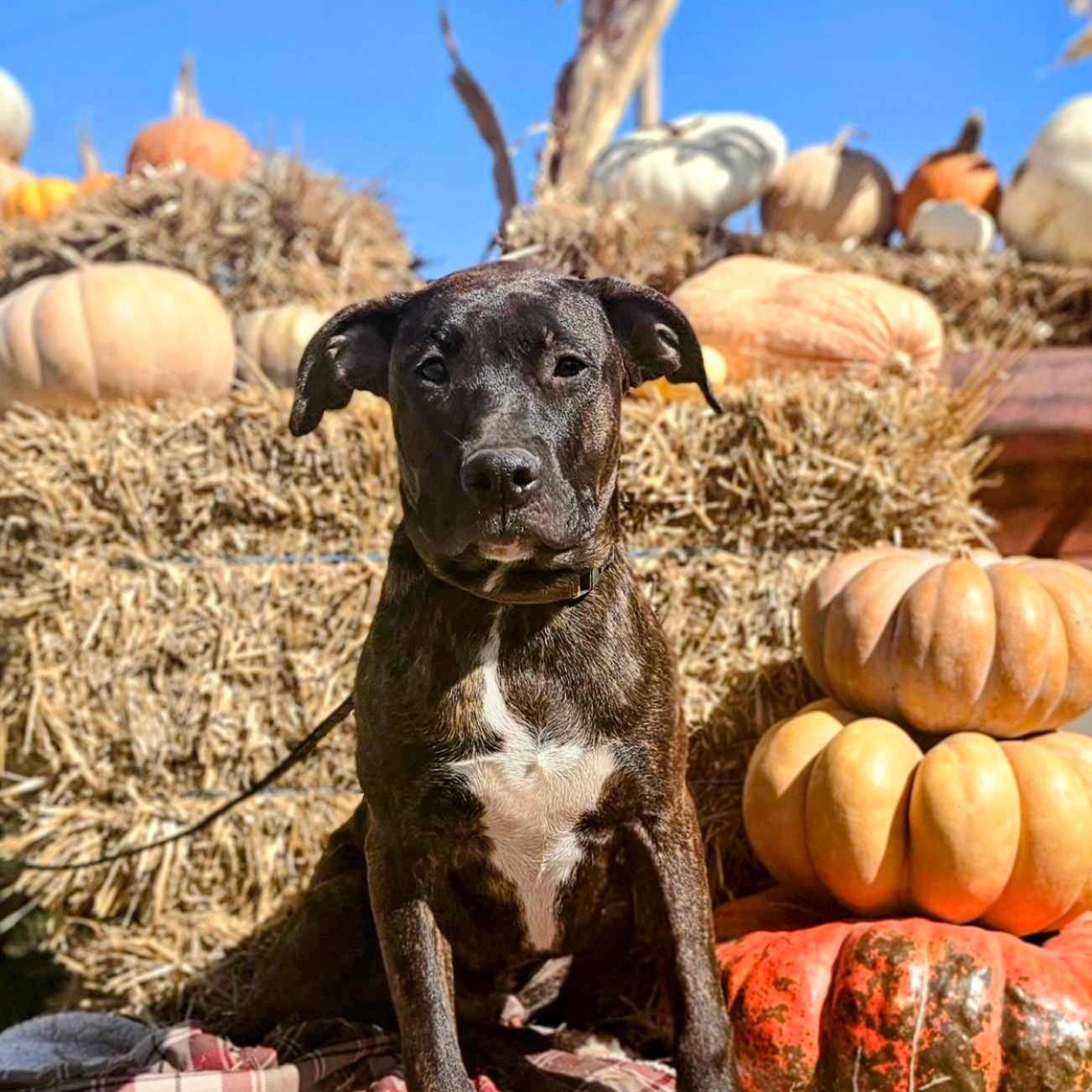 Enlarge Doodle, a Adopted mixed breed in Byars, OK image 1/4