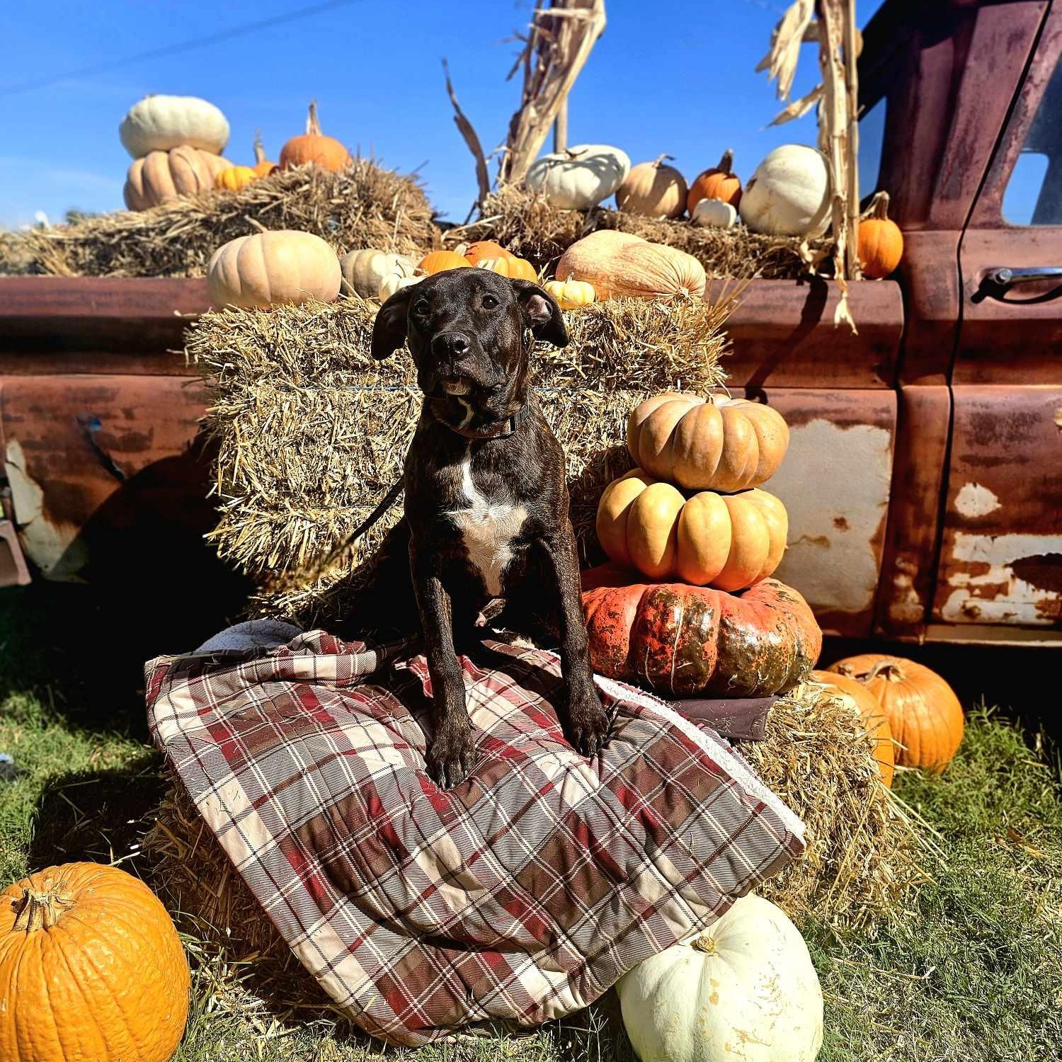 Enlarge Doodle, a Adopted mixed breed in Byars, OK image 2/4