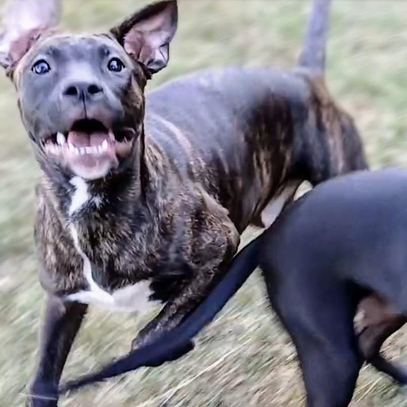 Enlarge Doodle, a Adopted mixed breed in Byars, OK image 3/4