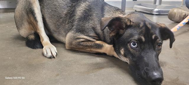 JEWELL, Adoptable, Young Female Siberian Husky & Mixed Breed.