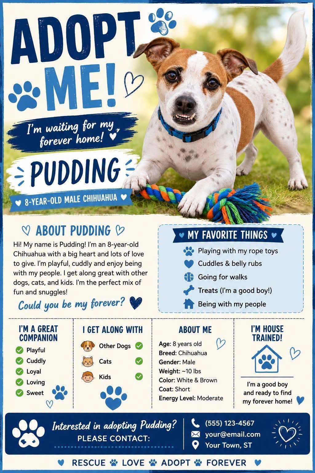 Pudding, ADOPTABLE, Adult Male Chihuahua.
