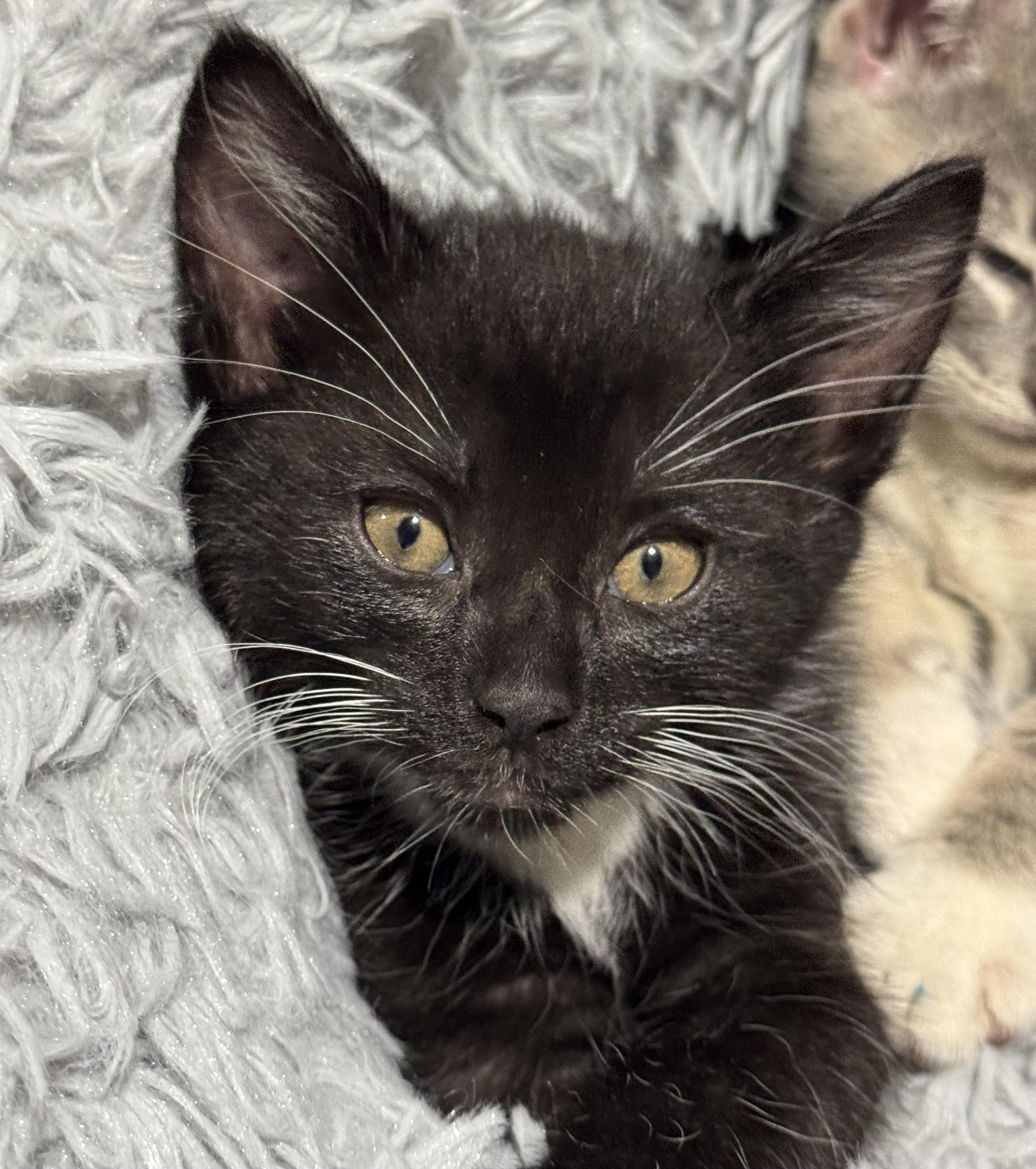 Storm, a Adoptable Domestic Short Hair in Port Washington, WI image 1/3