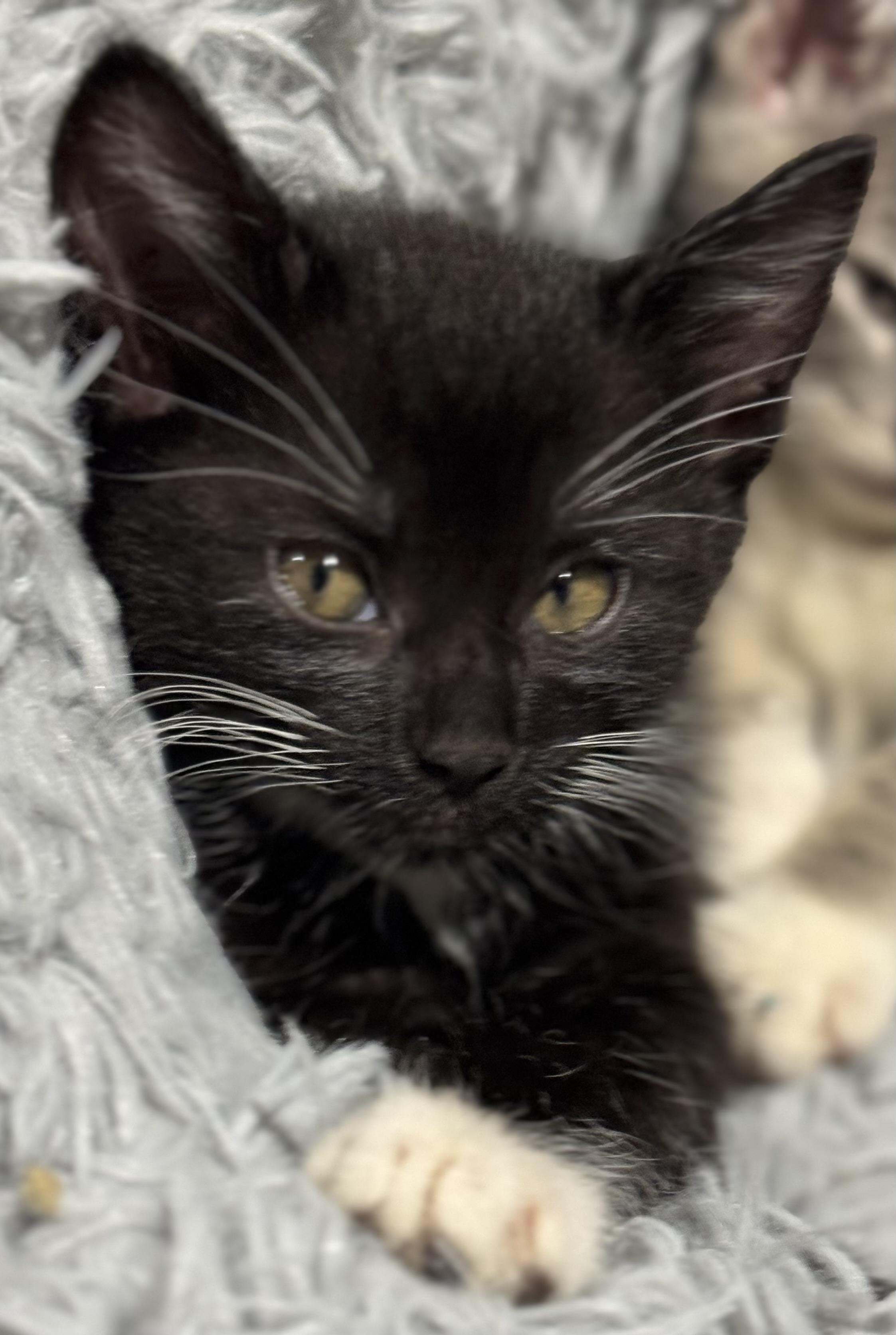 Storm, a Adoptable Domestic Short Hair in Port Washington, WI image 2/3