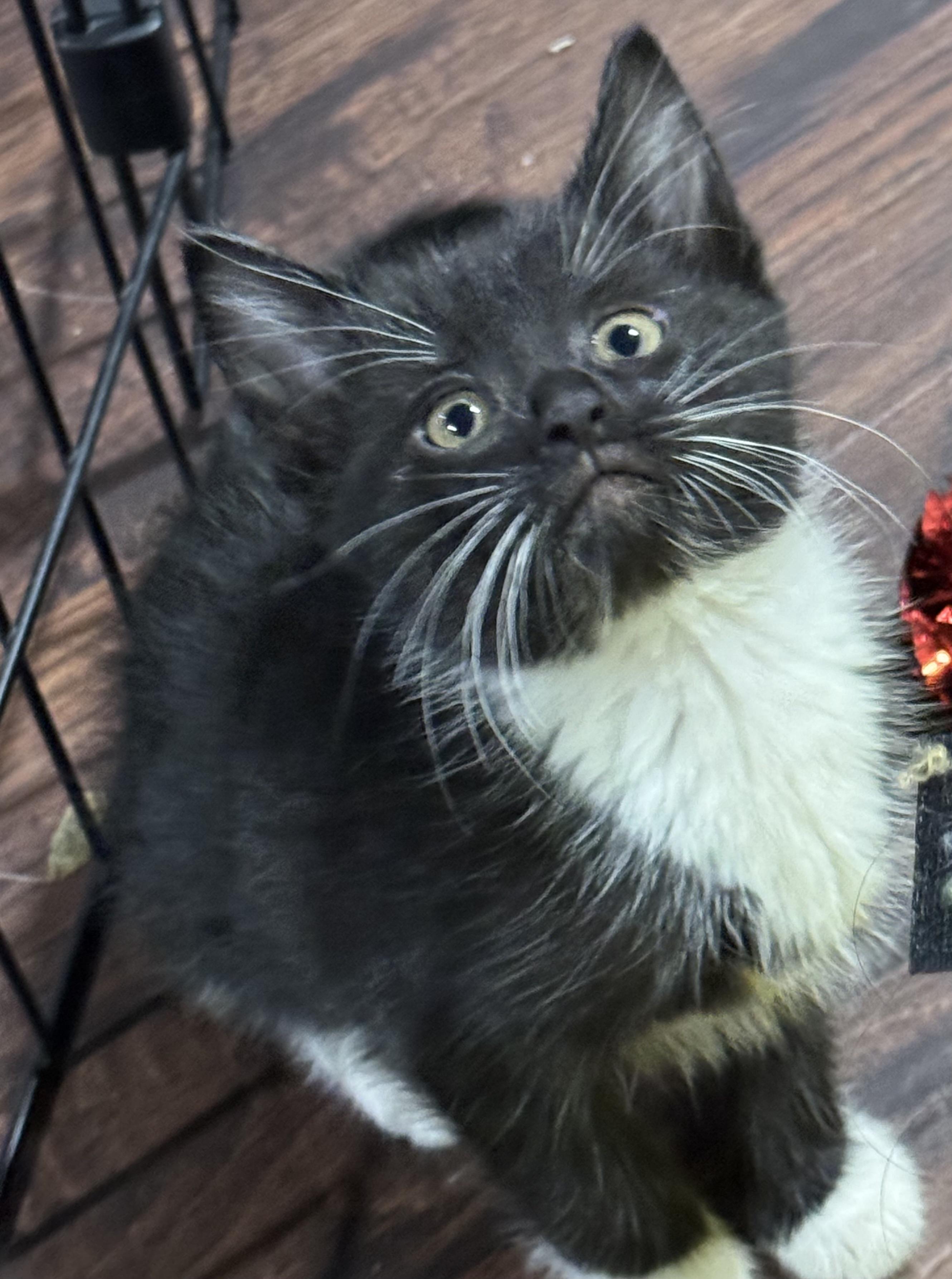 Storm, a Adoptable Domestic Short Hair in Port Washington, WI image 3/3