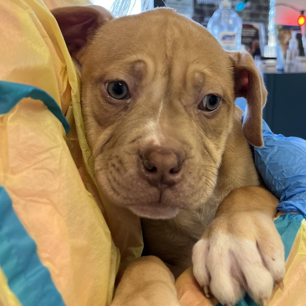 Enlarge Mary, a Adoptable mixed breed in Nashville, TN image 1/1