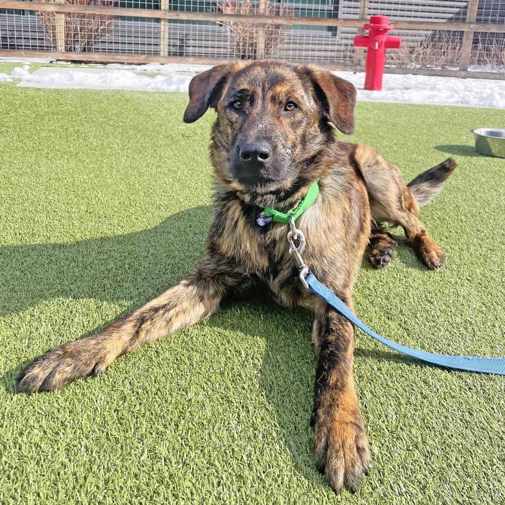 Smitty, Adoptable, Adult Male Mixed Breed.