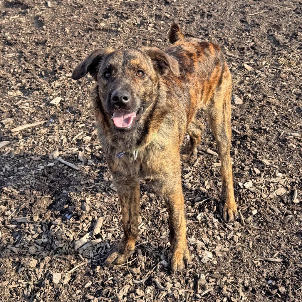 Smitty, Adoptable, Adult Male Mixed Breed.