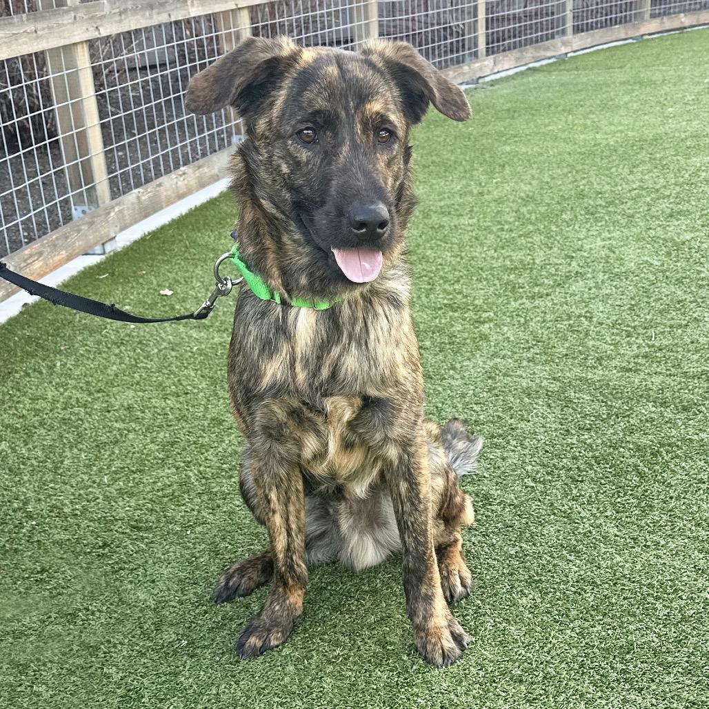 Smitty, a Adoptable Mixed Breed in Hailey, ID image 2/6