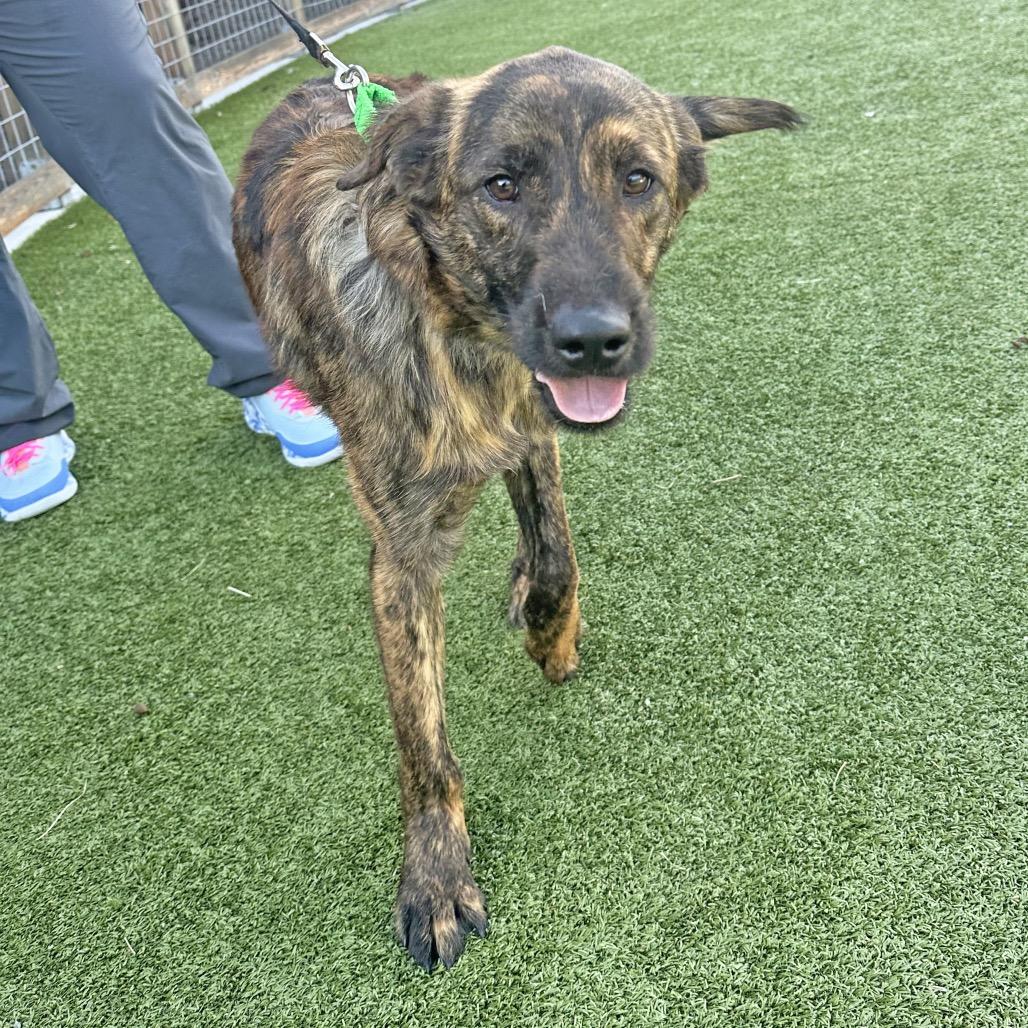 Smitty, a Adoptable Mixed Breed in Hailey, ID image 3/6