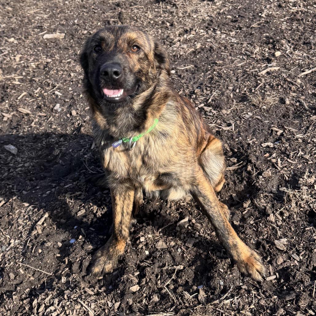 Smitty, a Adoptable Mixed Breed in Hailey, ID image 4/6