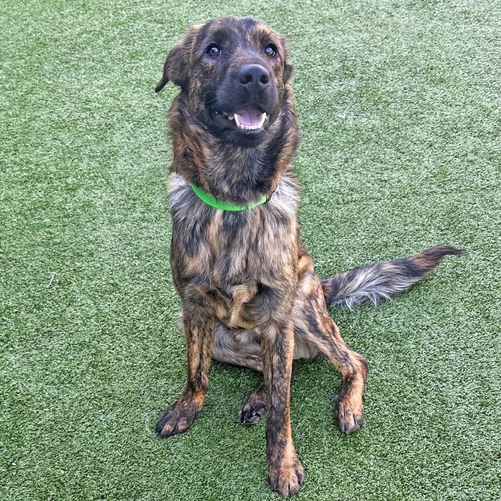 Smitty, a Adoptable Mixed Breed in Hailey, ID image 5/6