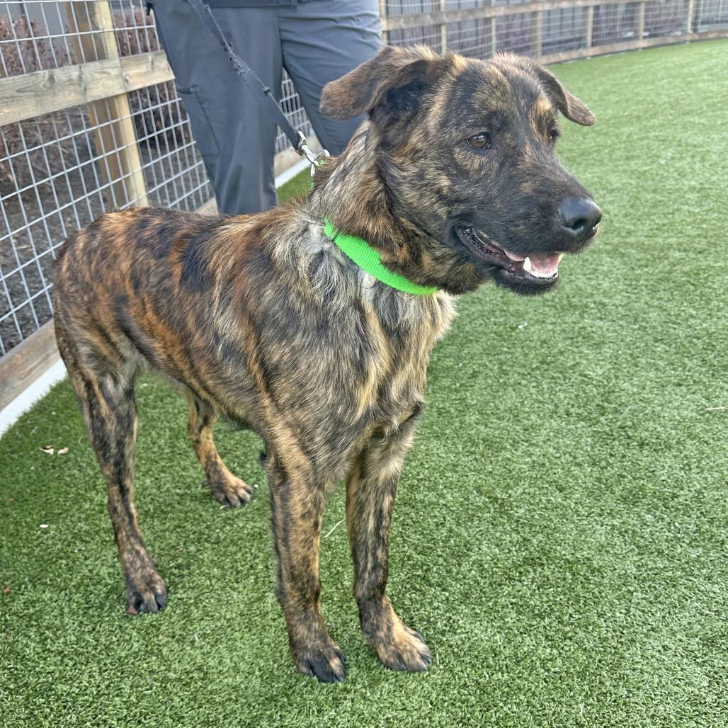 Smitty, a Adoptable Mixed Breed in Hailey, ID image 6/6