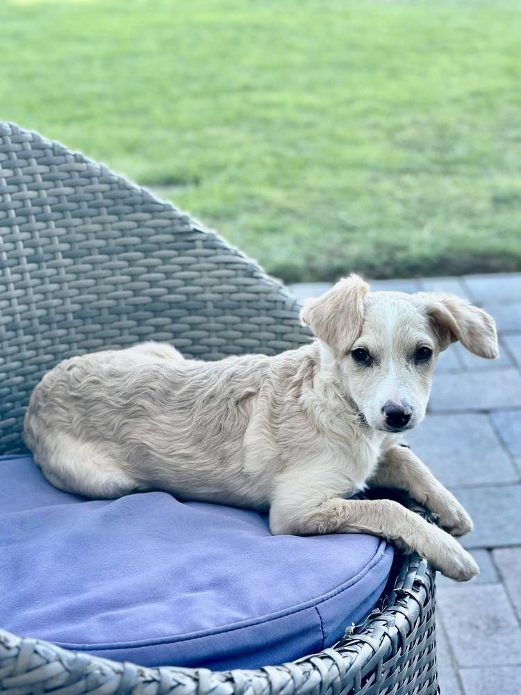 Nelson, Adoptable, Puppy Male Terrier & Poodle.