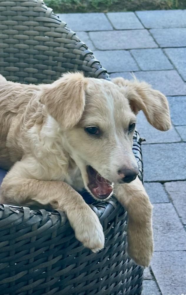 Enlarge Nelson, a Adoptable mixed breed in Escondido, CA image 2/6
