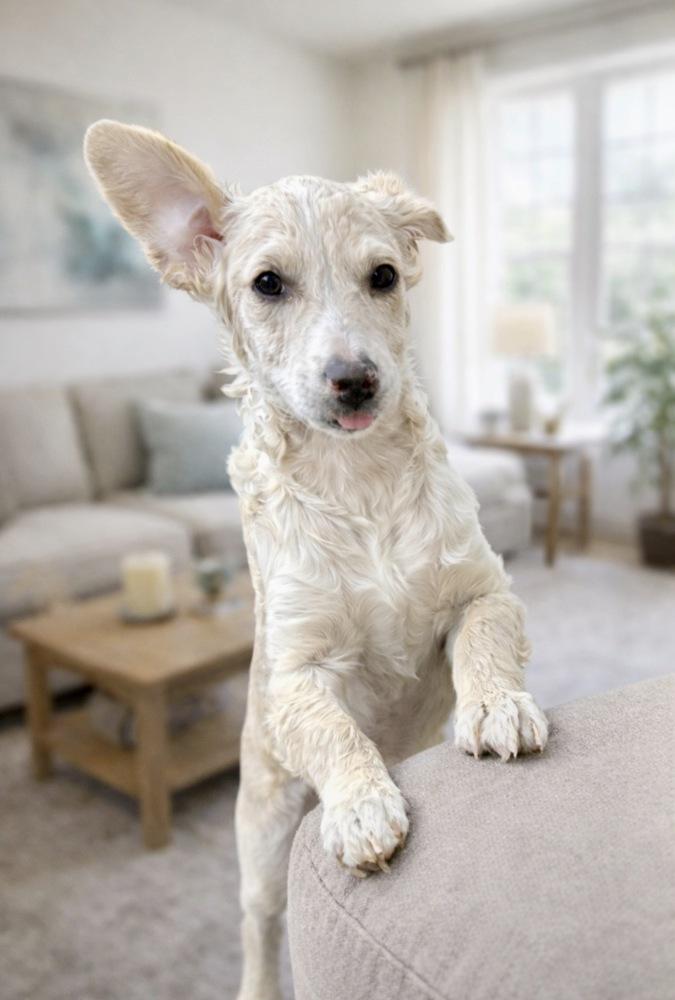 Enlarge Nelson, a Adoptable mixed breed in Escondido, CA image 3/6