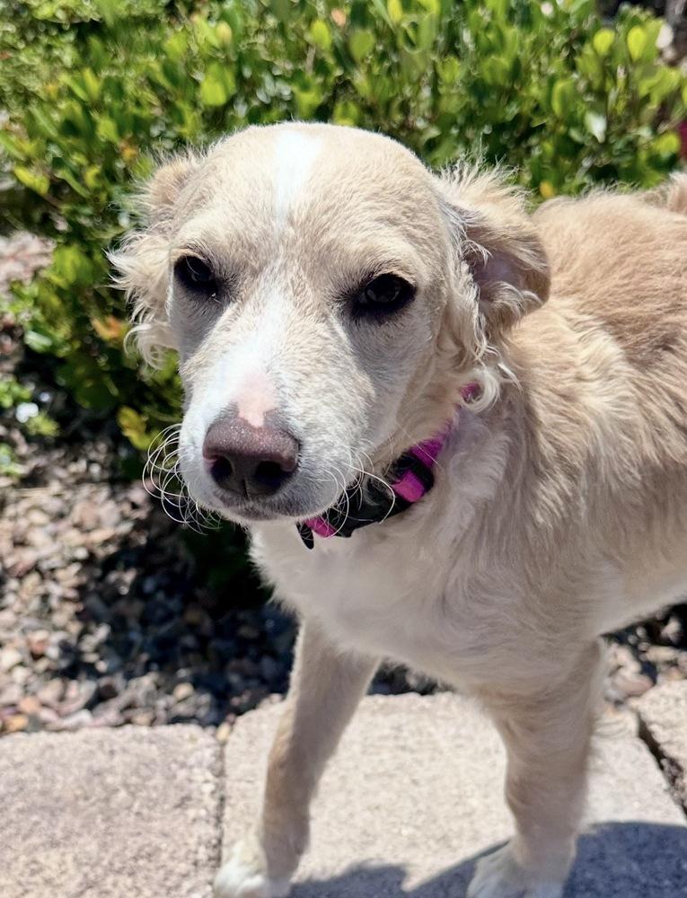Nelson, a Adoptable mixed breed in Escondido, CA image 5/6