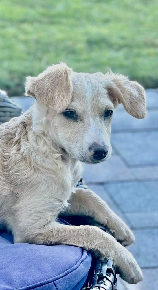 Enlarge Nelson, a Adoptable mixed breed in Escondido, CA image 6/6