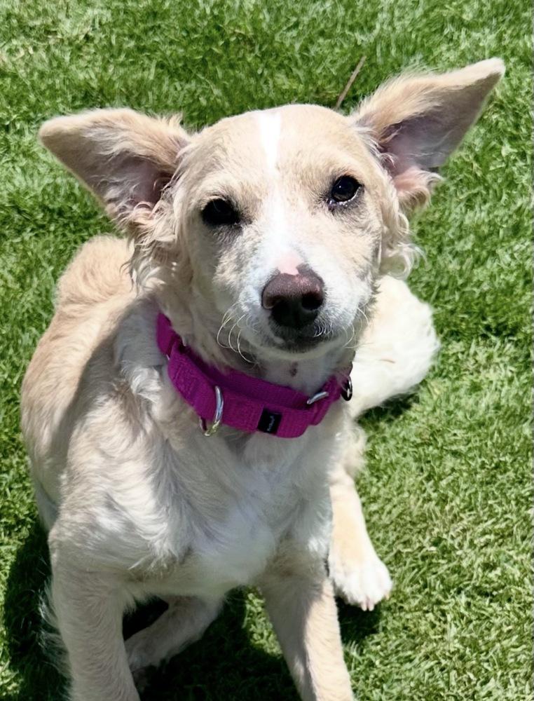 Nelson, a Adoptable mixed breed in Escondido, CA image 6/6