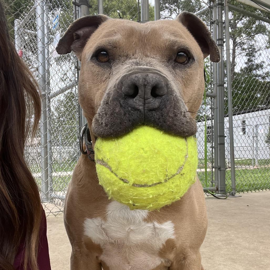 Mateo, Adoptable, Adult Male Pit Bull Terrier.