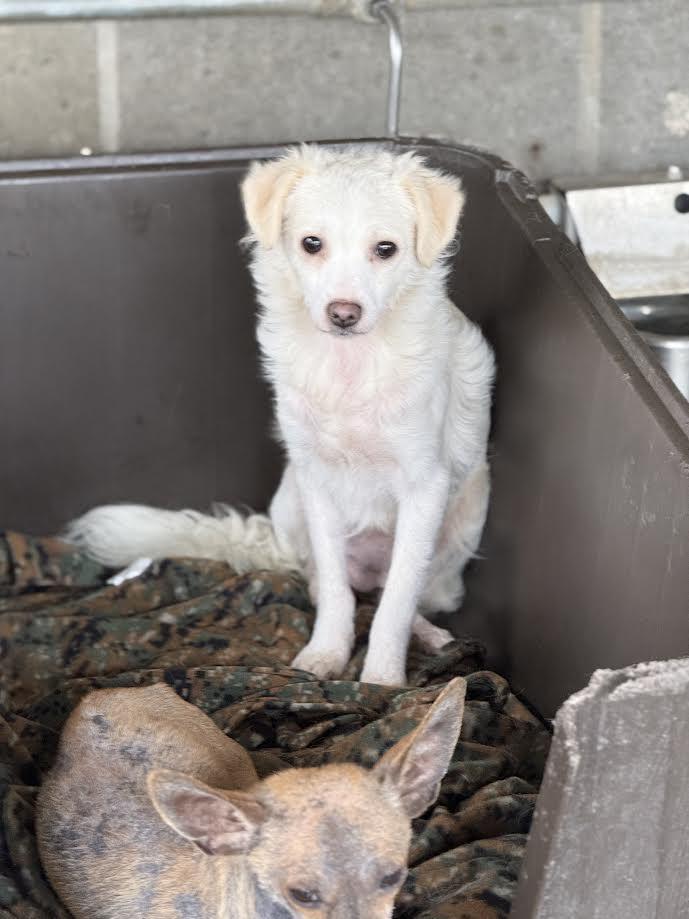 Camie , ADOPTABLE, Adult Female Chihuahua.