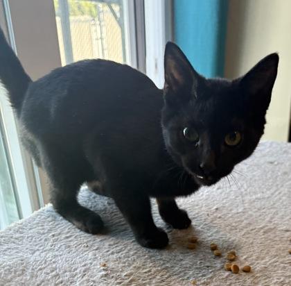 Enlarge Onyx, a Adoptable mixed breed in Paducah, KY image 1/1