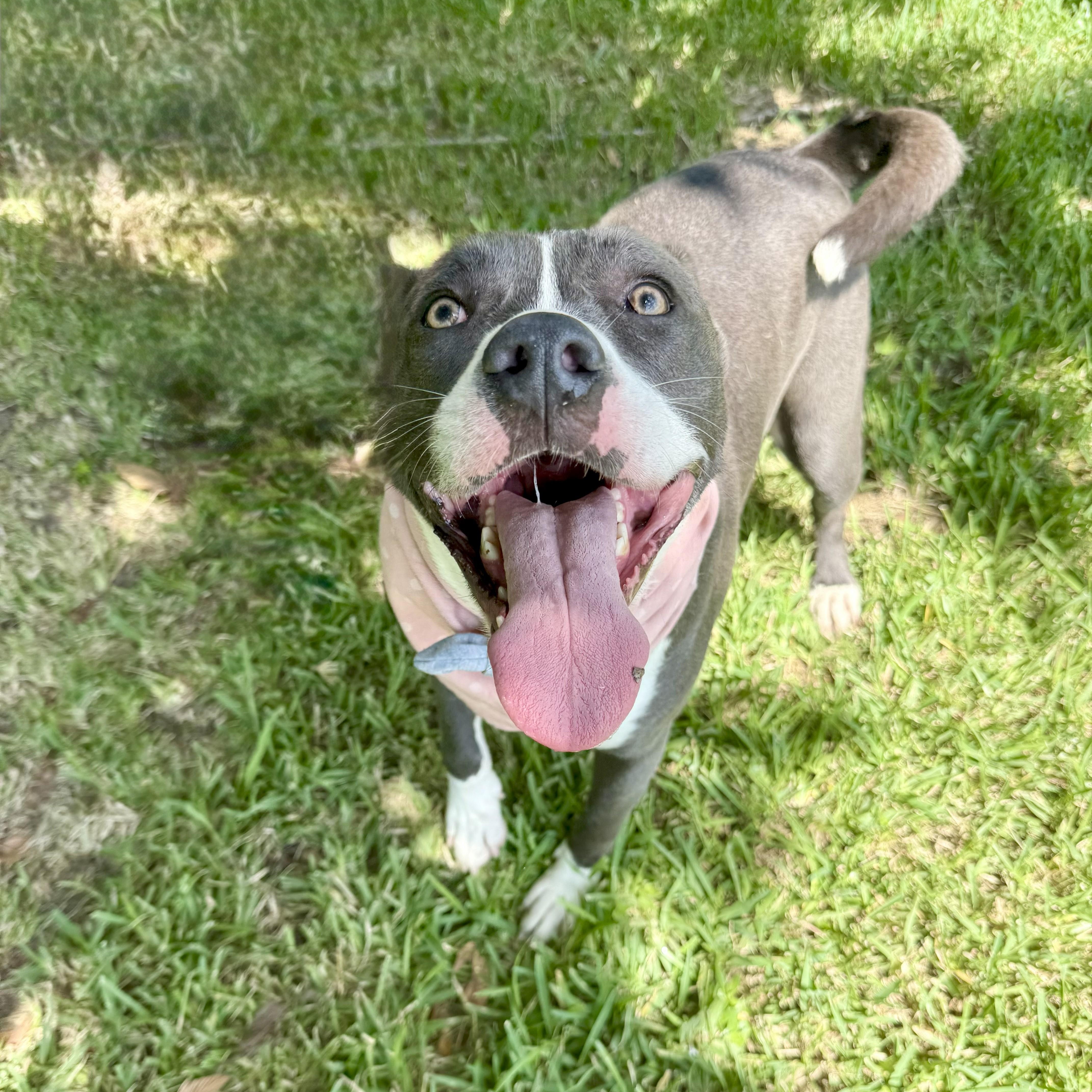 Katana — thumbnail 2