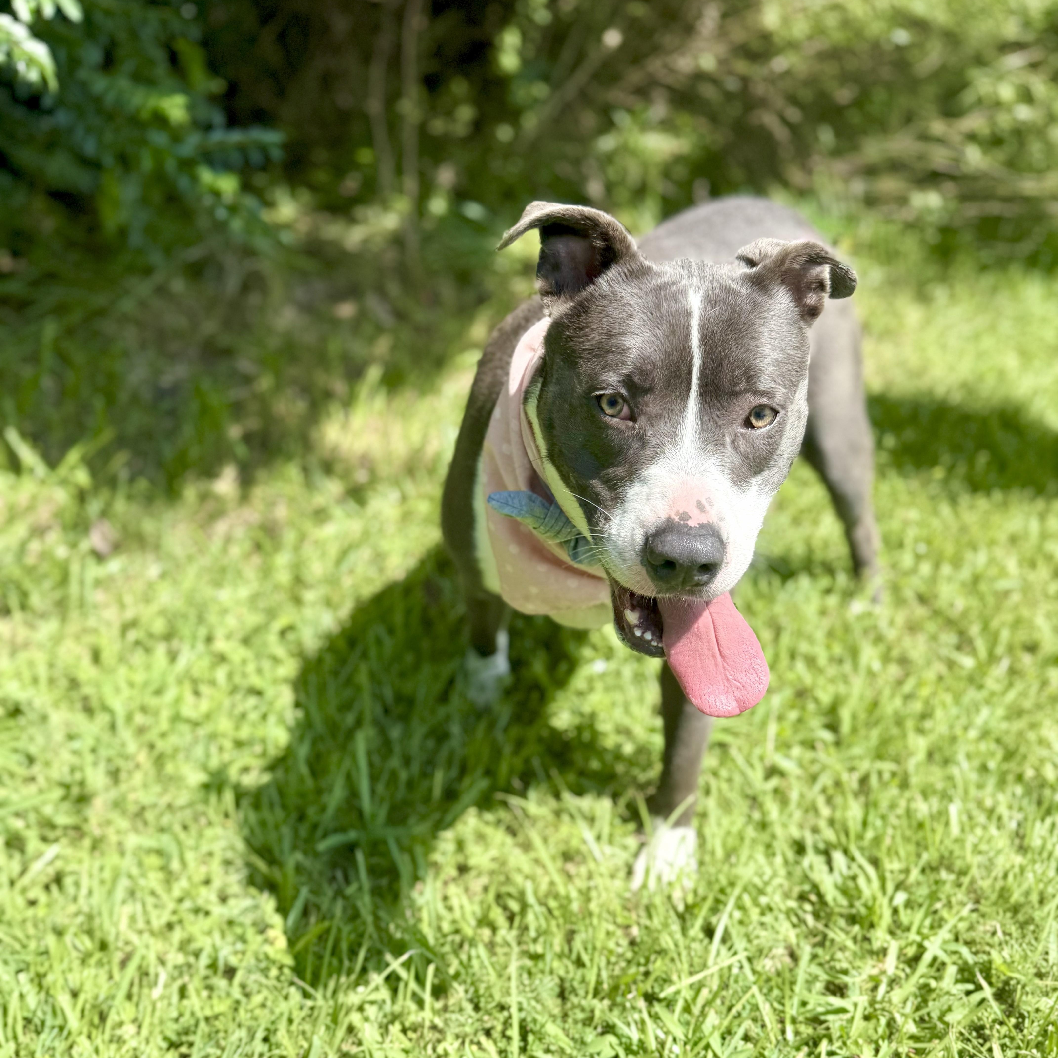 Katana — thumbnail 3