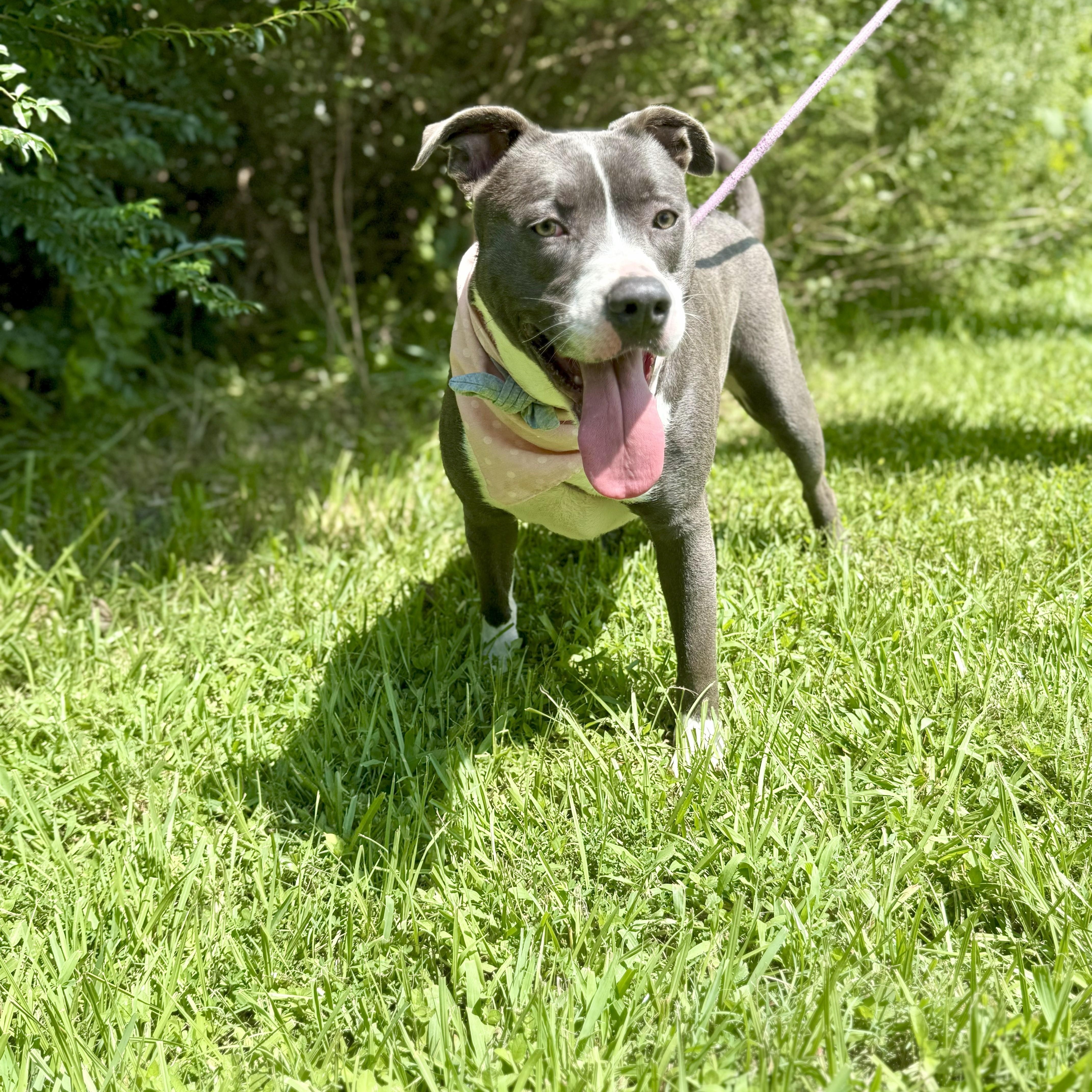 Katana — thumbnail 4