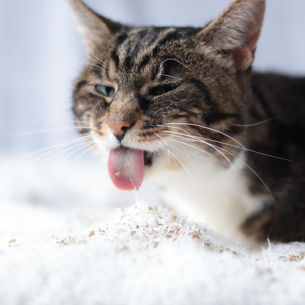 Enlarge Simba, a Adoptable Domestic Medium Hair in Philadelphia, PA image 1/6