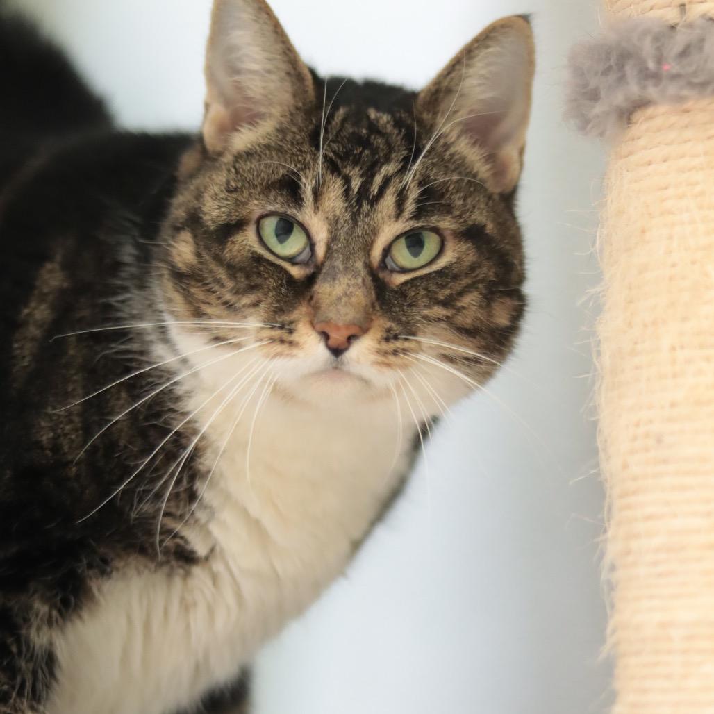 Simba, a Adoptable Domestic Medium Hair in Philadelphia, PA image 2/6