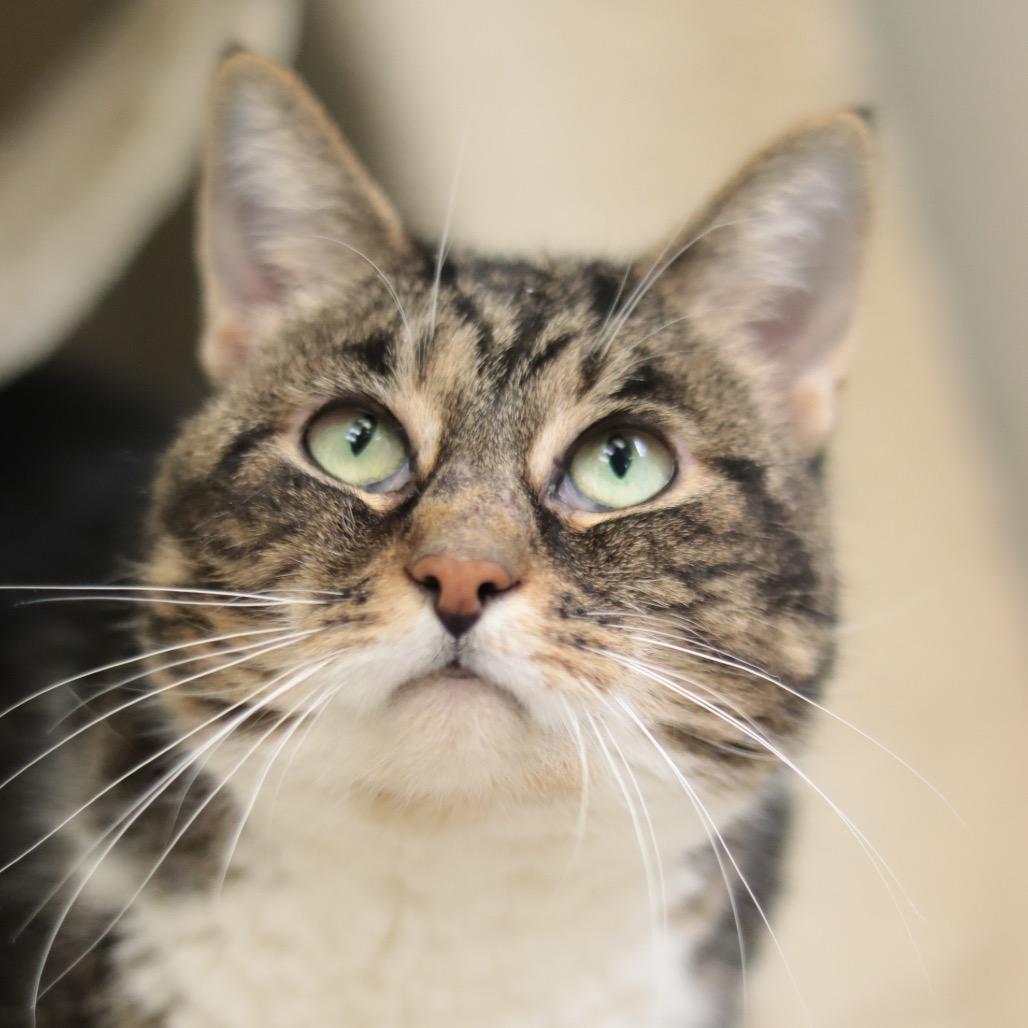 Simba, a Adoptable Domestic Medium Hair in Philadelphia, PA image 3/6