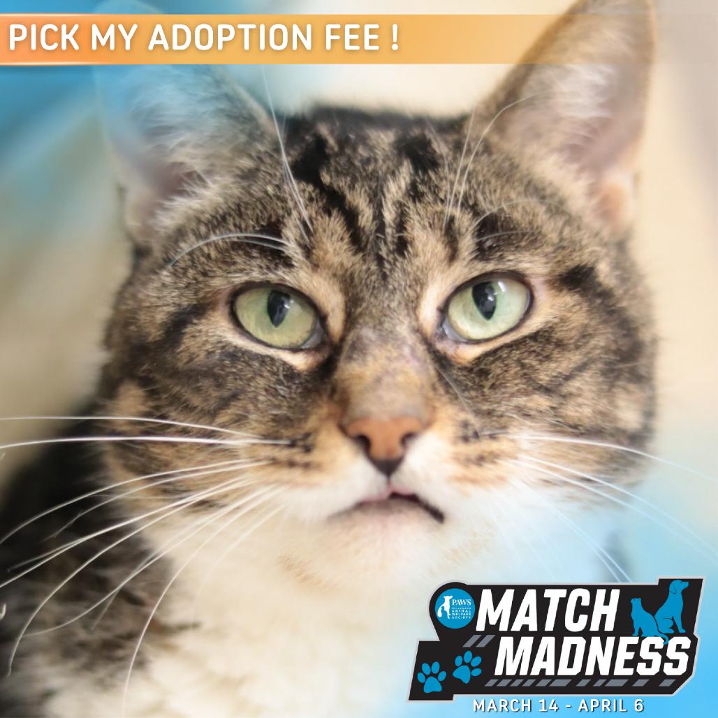 Simba — thumbnail 3