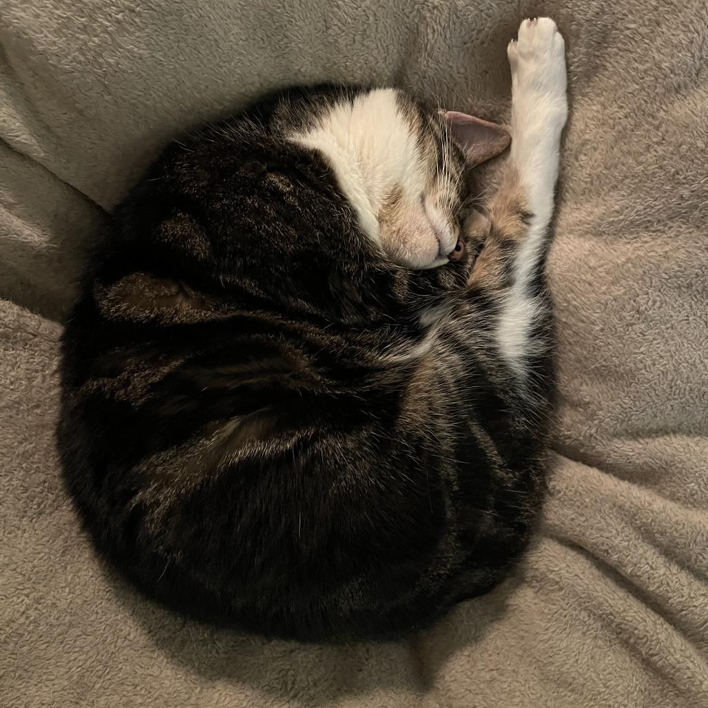 Enlarge The Lady Simba, a Adoptable Domestic Medium Hair in Philadelphia, PA image 2/6