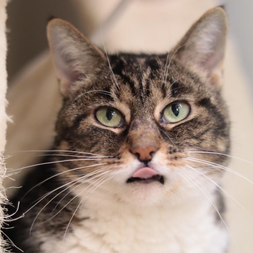 Simba, a Adoptable Domestic Medium Hair in Philadelphia, PA image 4/6