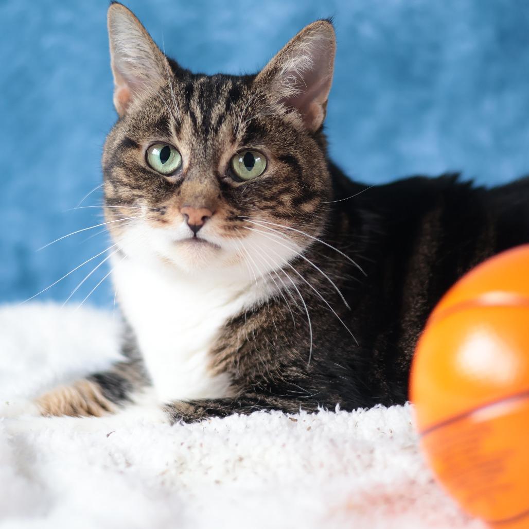 Enlarge Simba, a Adoptable Domestic Medium Hair in Philadelphia, PA image 3/6