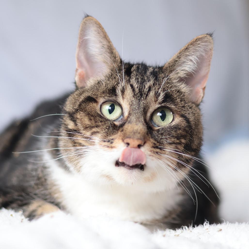 Enlarge Simba, a Adoptable Domestic Medium Hair in Philadelphia, PA image 4/6