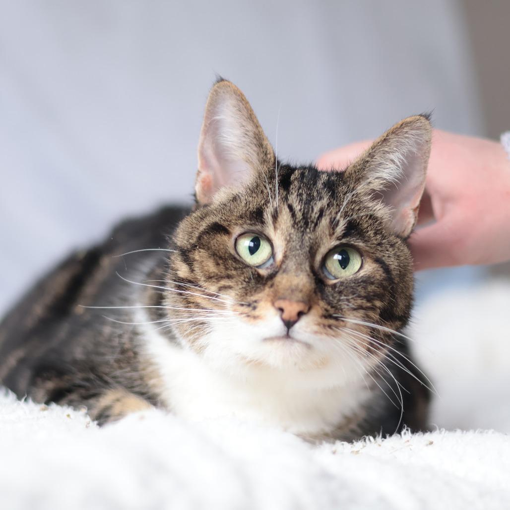 Enlarge Simba, a Adoptable Domestic Medium Hair in Philadelphia, PA image 5/6