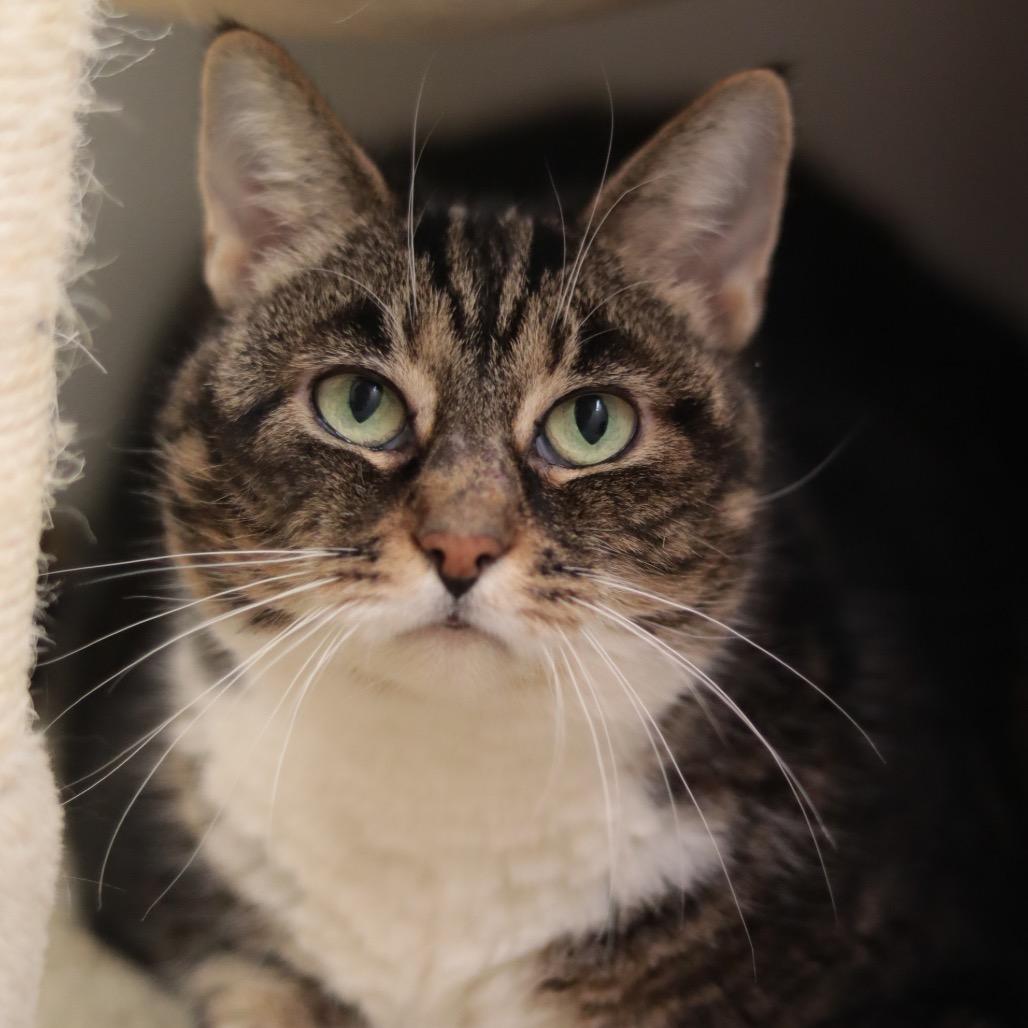 Simba, a Adoptable Domestic Medium Hair in Philadelphia, PA image 6/6