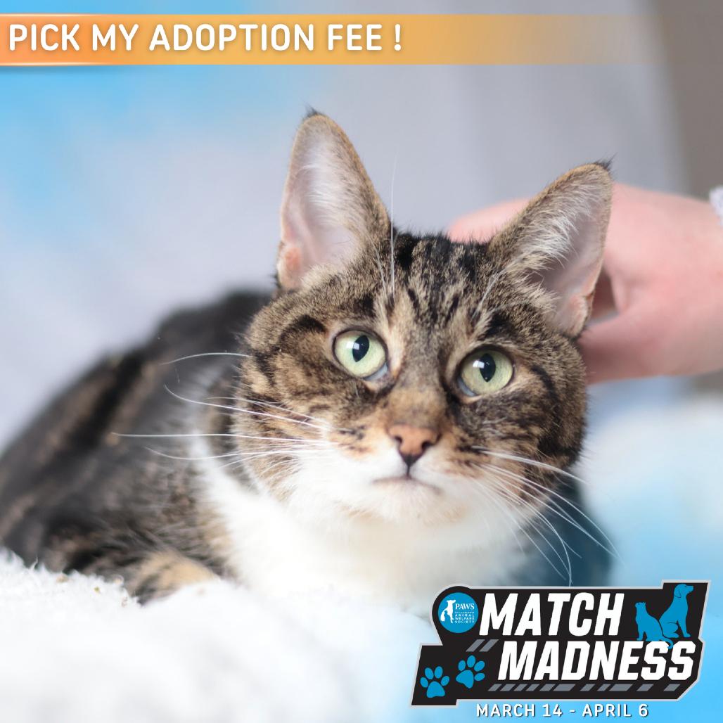 Enlarge Simba, a Adoptable Domestic Medium Hair in Philadelphia, PA image 6/6