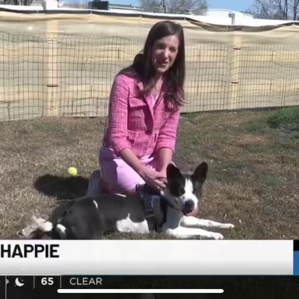 Desiree, Adoptable, Adult Female Cattle Dog.