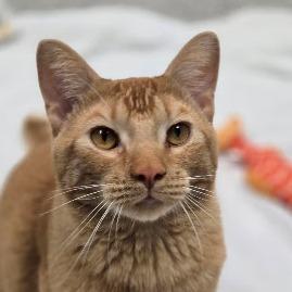 Enlarge Egypt-C, a Adoptable Domestic Short Hair in East Saint Louis, IL image 1/6