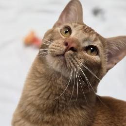 Enlarge Egypt-C, a Adoptable Domestic Short Hair in East Saint Louis, IL image 2/6