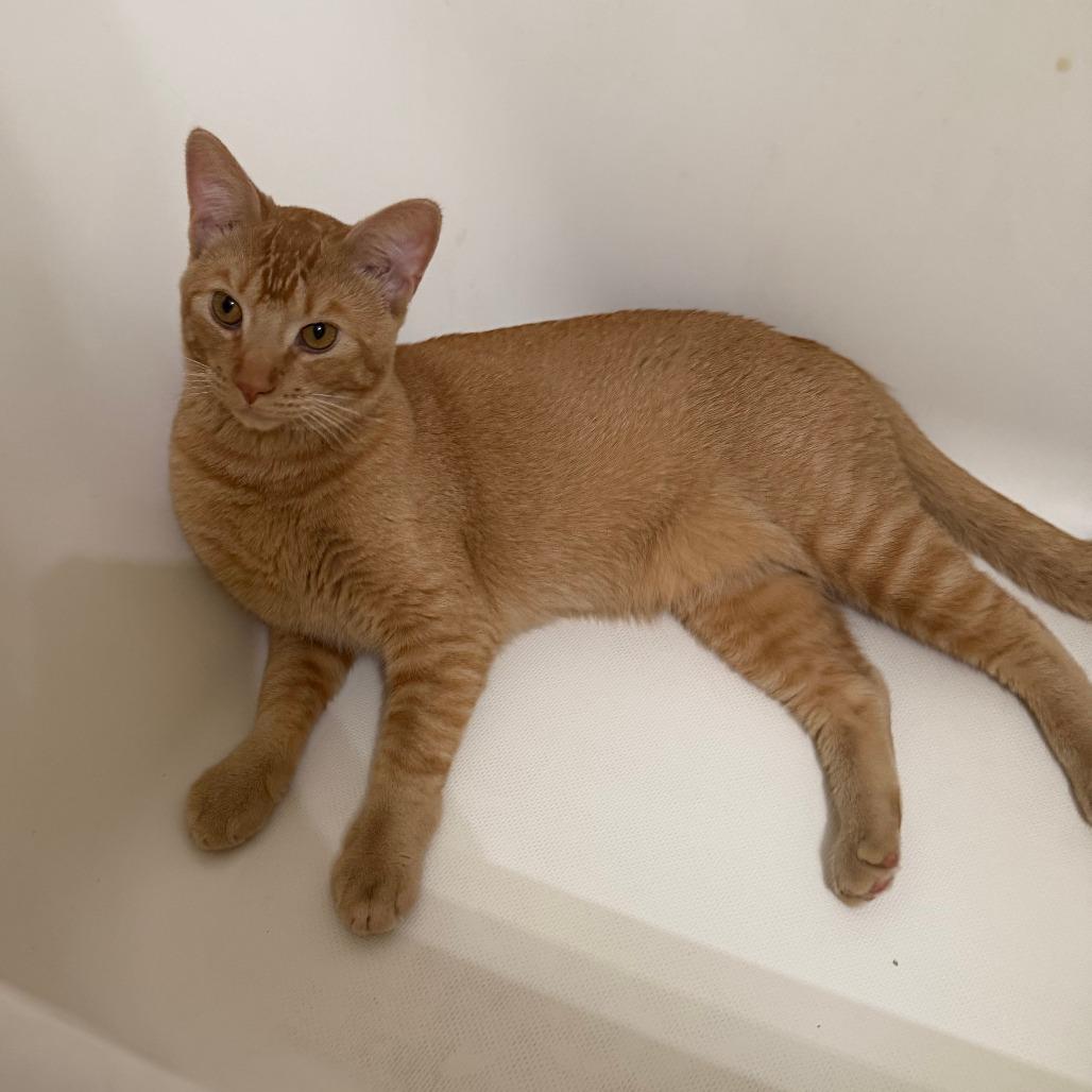 Enlarge Egypt-C, a Adoptable Domestic Short Hair in East Saint Louis, IL image 3/6