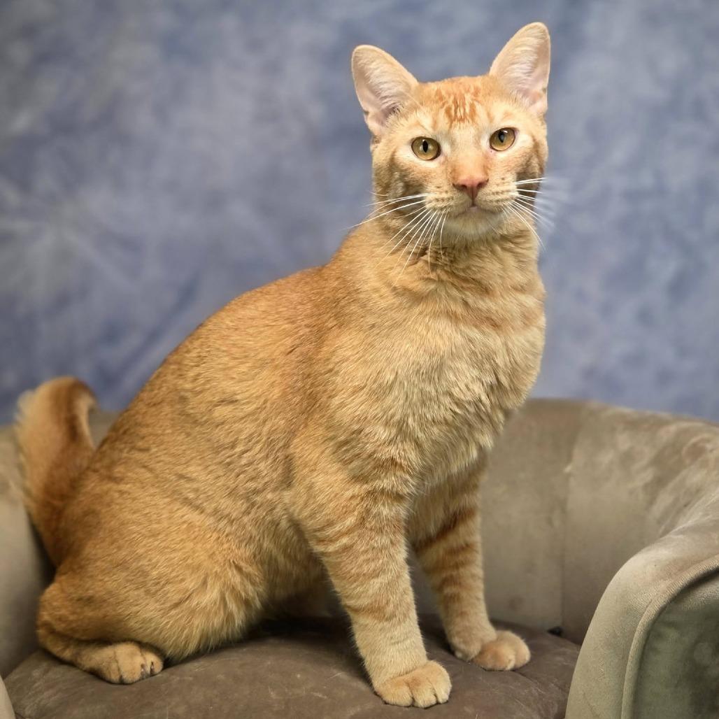 Enlarge Egypt-C, a Adoptable Domestic Short Hair in East Saint Louis, IL image 4/6