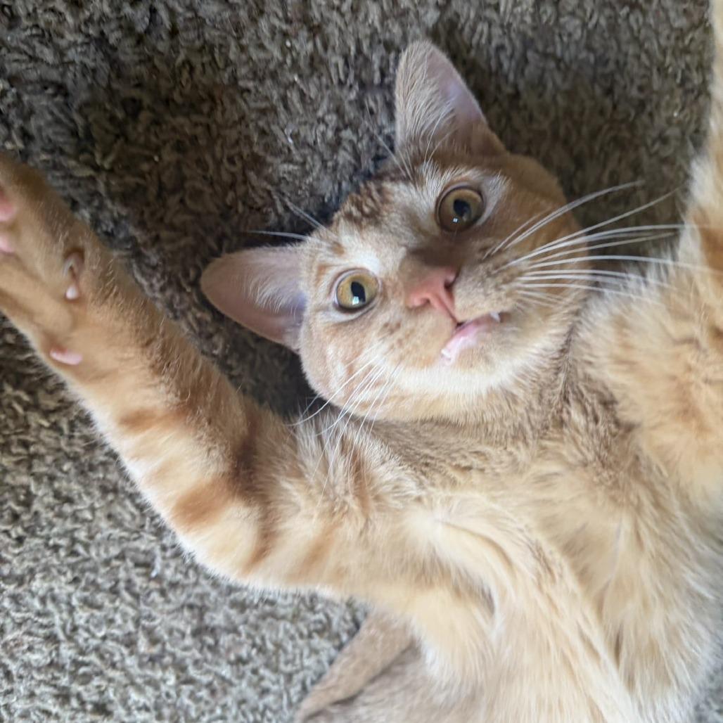 Enlarge Egypt-C, a Adoptable Domestic Short Hair in East Saint Louis, IL image 5/6