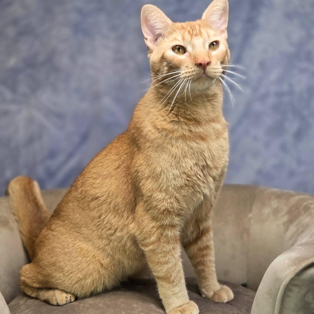 Enlarge Egypt-C, a Adoptable Domestic Short Hair in East Saint Louis, IL image 6/6