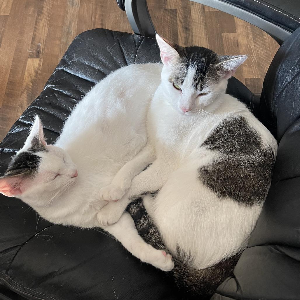 Treat, Adoptable, Adult Male Domestic Short Hair.